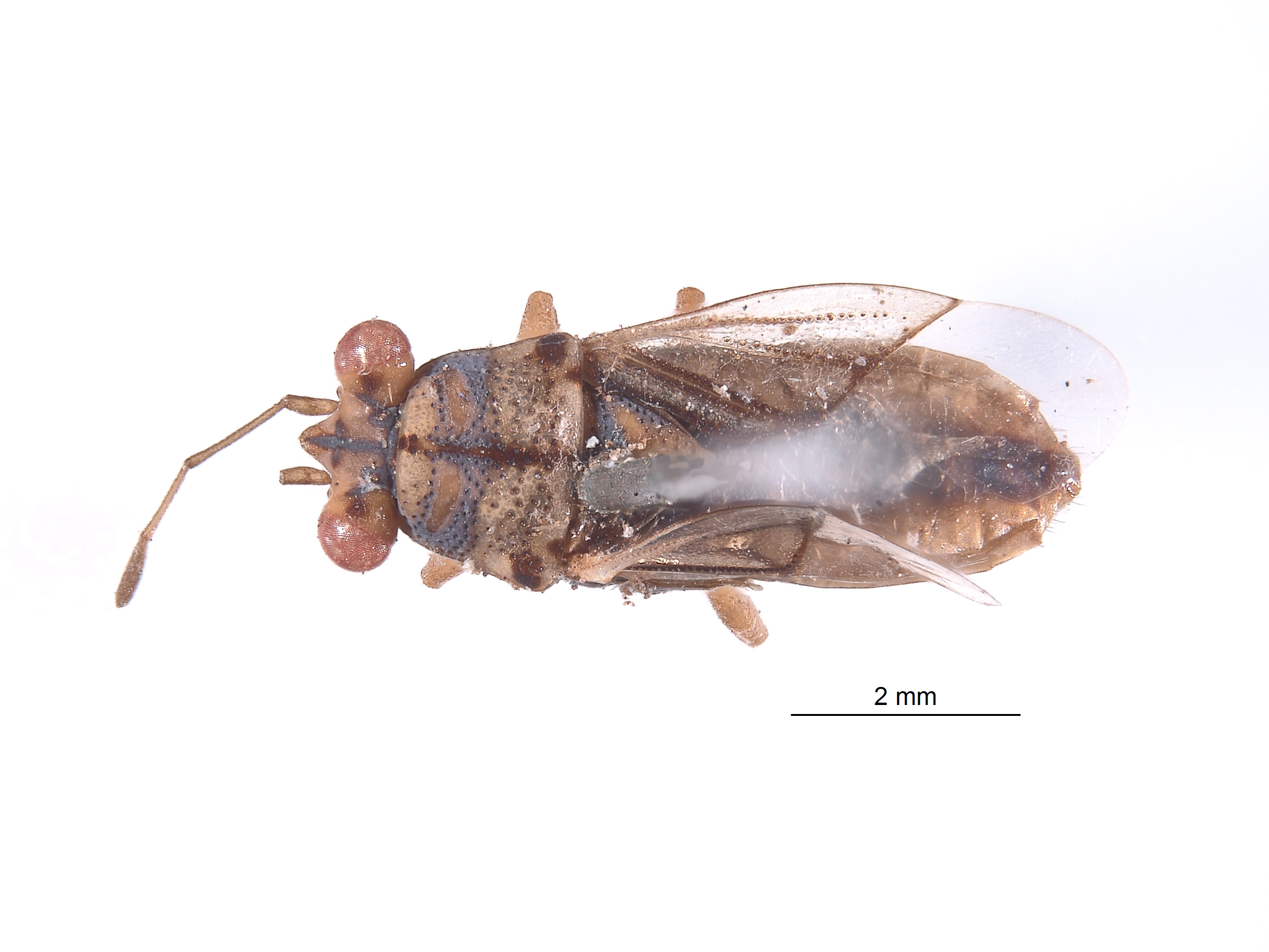 Ophthalmocoris bipunctatus image